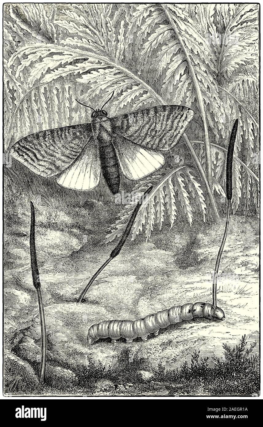 La teigne (puriri Aenetus virescens), aussi communément appelé le fantôme d'amphibien ou pepetuna, est une espèce de serpents de la famille, endémique à l'île Nord de la Nouvelle-Zélande. Il consacre les cinq à six dernières années de sa vie comme un grub dans un tronc d'arbre, avec les 48 dernières heures de sa vie comme un papillon de nuit. Il est intéressant dans l'illustration d'un champignon (Ophiocordyceps robertsii), est de plus en plus sur la chenille après avoir envahi la maison des papillons de la litière de feuilles et de le transformer en un champignon momies. Banque D'Images