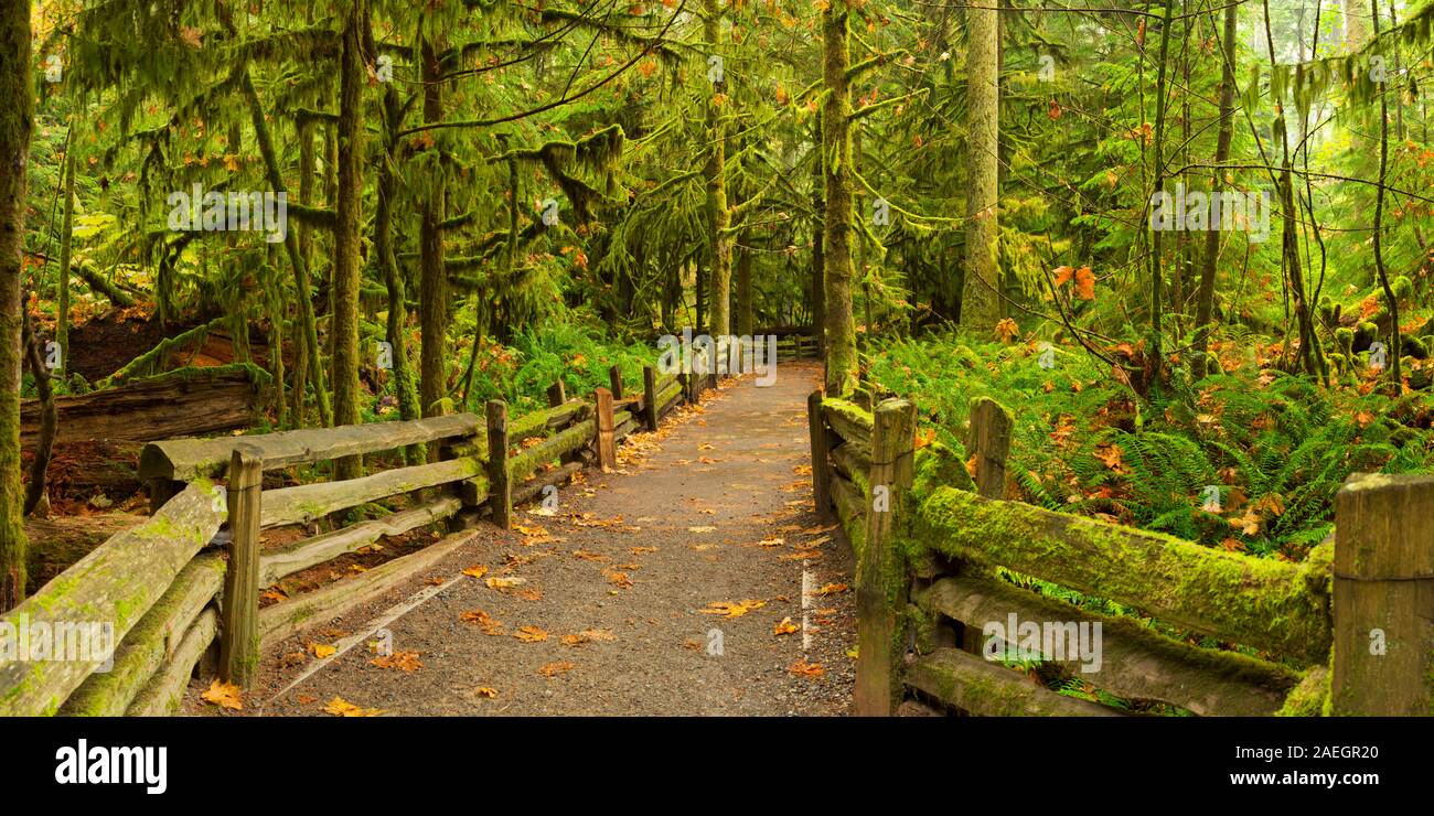 Un chemin à travers la forêt tropicale luxuriante. Photographié à la Cathedral Grove sur l'île de Vancouver, Canada. Banque D'Images