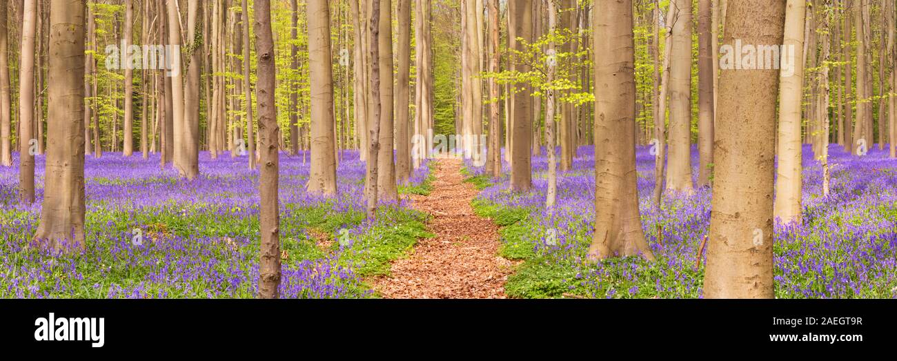 Un chemin à travers une belle forêt bluebell en fleurs. Photographié dans la forêt de Halle (Hallerbos) en Belgique. Banque D'Images