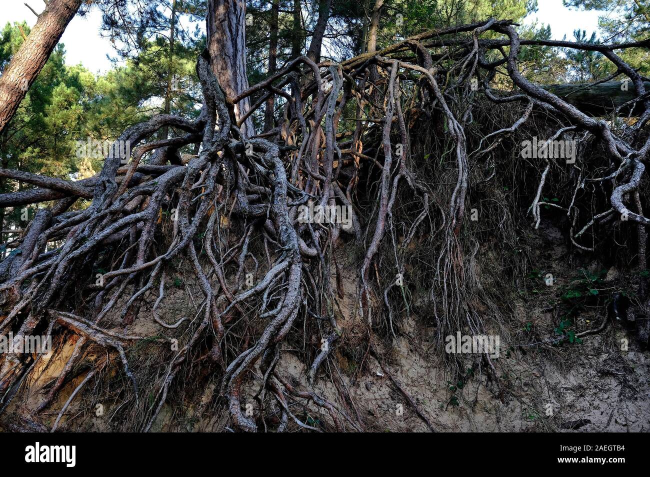 Les racines exposées des arbres de pin, holkham beach, North Norfolk, Angleterre Banque D'Images