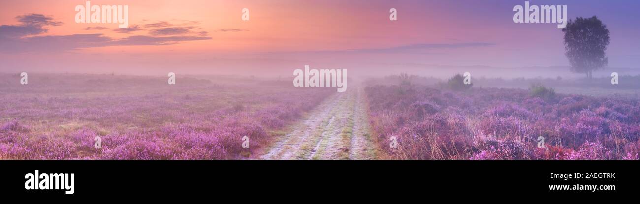 Un chemin à travers blooming heather aux Pays-Bas sur un beau matin brumeux au lever du soleil. Banque D'Images