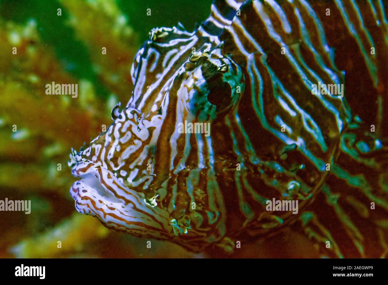 Pterous volitans fish au Deep Ocean close-up Banque D'Images