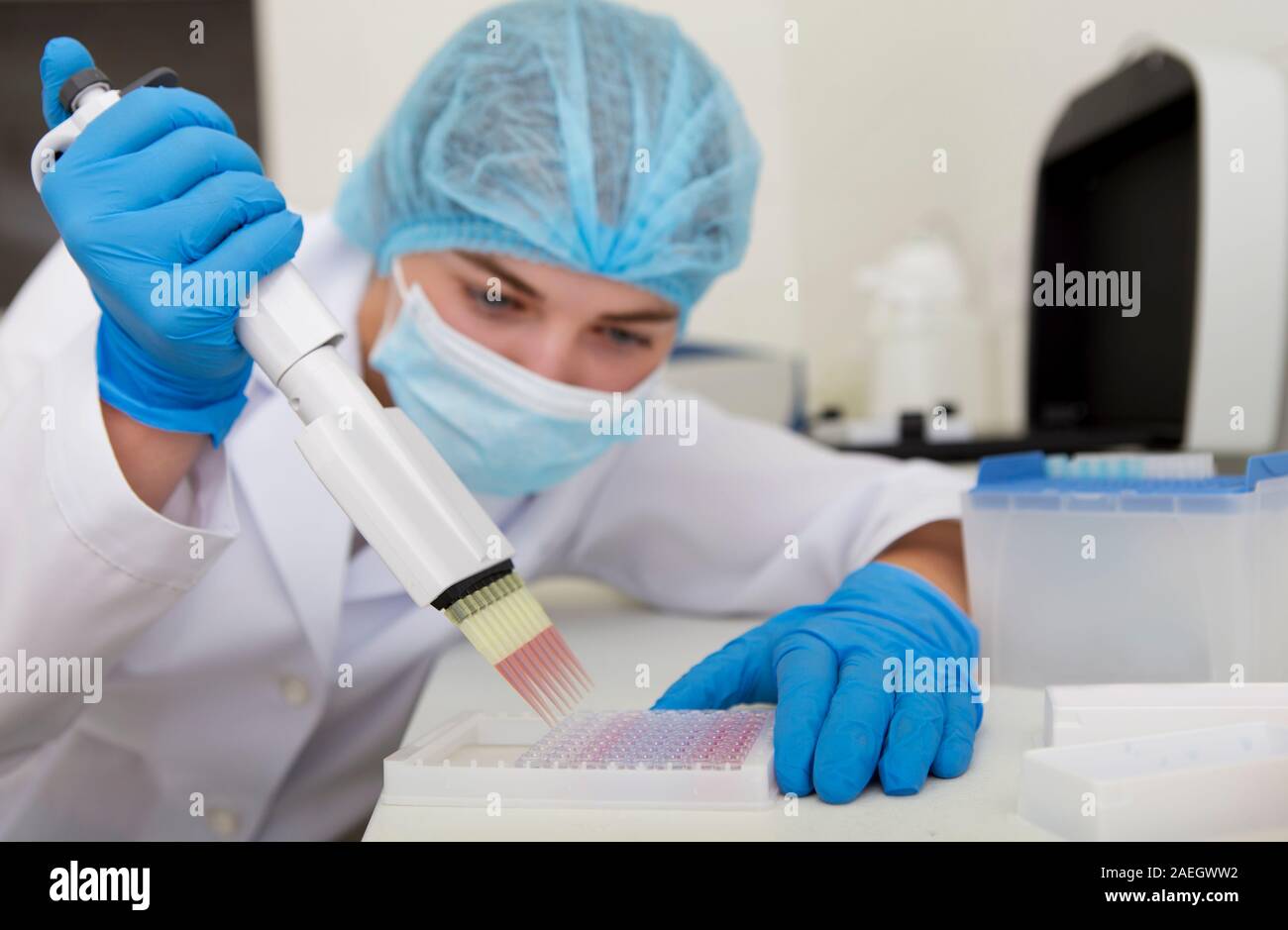 La préparation des échantillons de rose femme pipette pour analising sur des équipements de haute qualité Banque D'Images