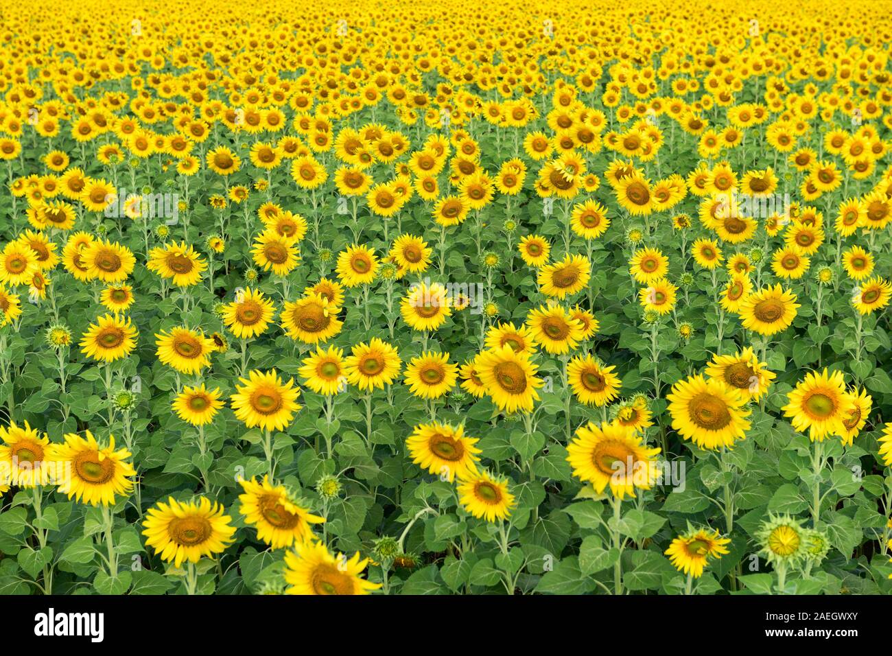 Beau champ de tournesol sur l'été au Lop Buri province,Thailand Banque D'Images