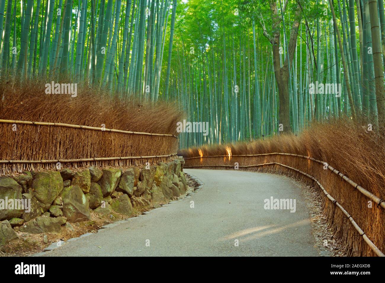 Un chemin à travers une forêt de bambous. Photographié à l'Arashiyama bamboo grove près de Kyoto, au Japon. Banque D'Images