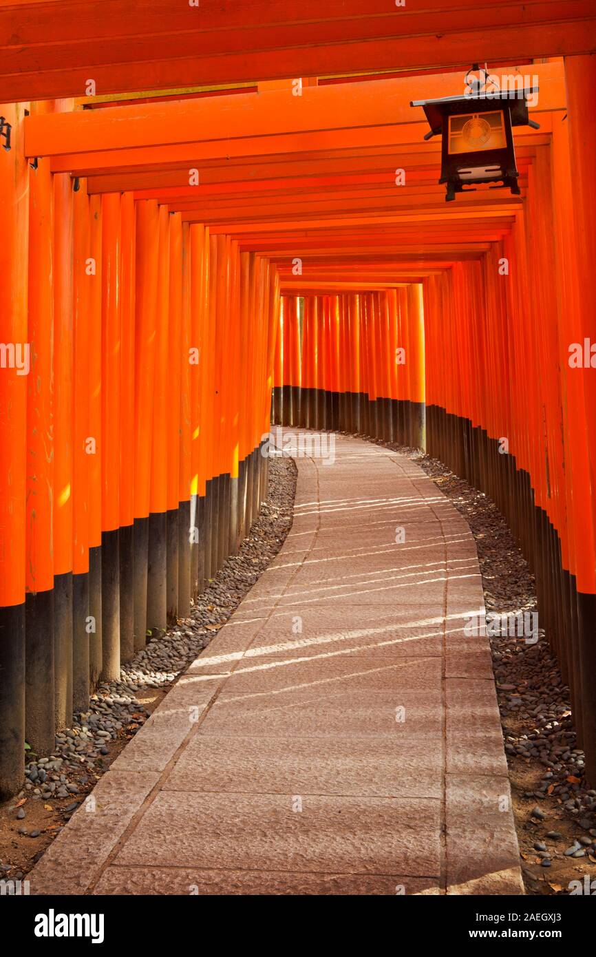 Un chemin sous une rangée de portes torii au Sanctuaire Fushimi Inari (伏見稲荷大社) à Kyoto, au Japon. Banque D'Images