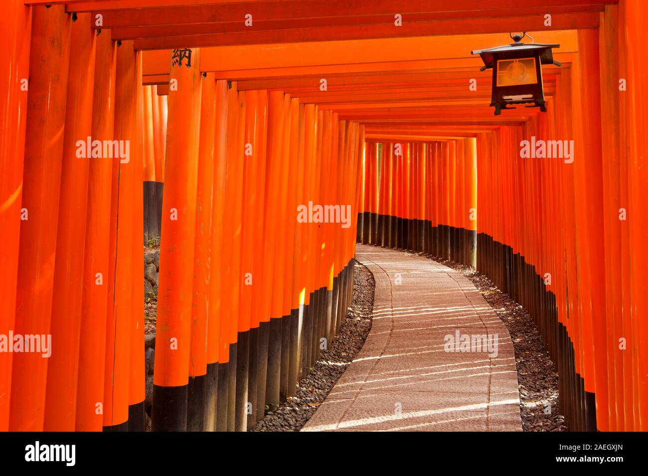 Un chemin sous une rangée de portes torii au Sanctuaire Fushimi Inari (伏見稲荷大社) à Kyoto, au Japon. Banque D'Images