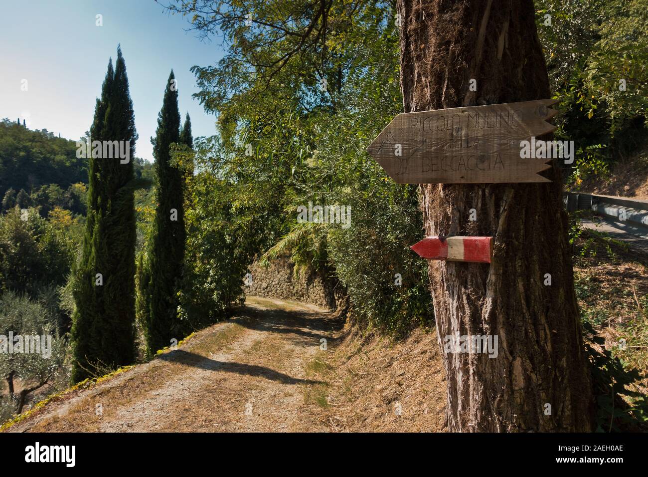 Jonction avec un grand arbre au sentier de randonnée sur un chemin de gravier retour entouré de cyprès, près de Vinci, Toscane, Italie Banque D'Images