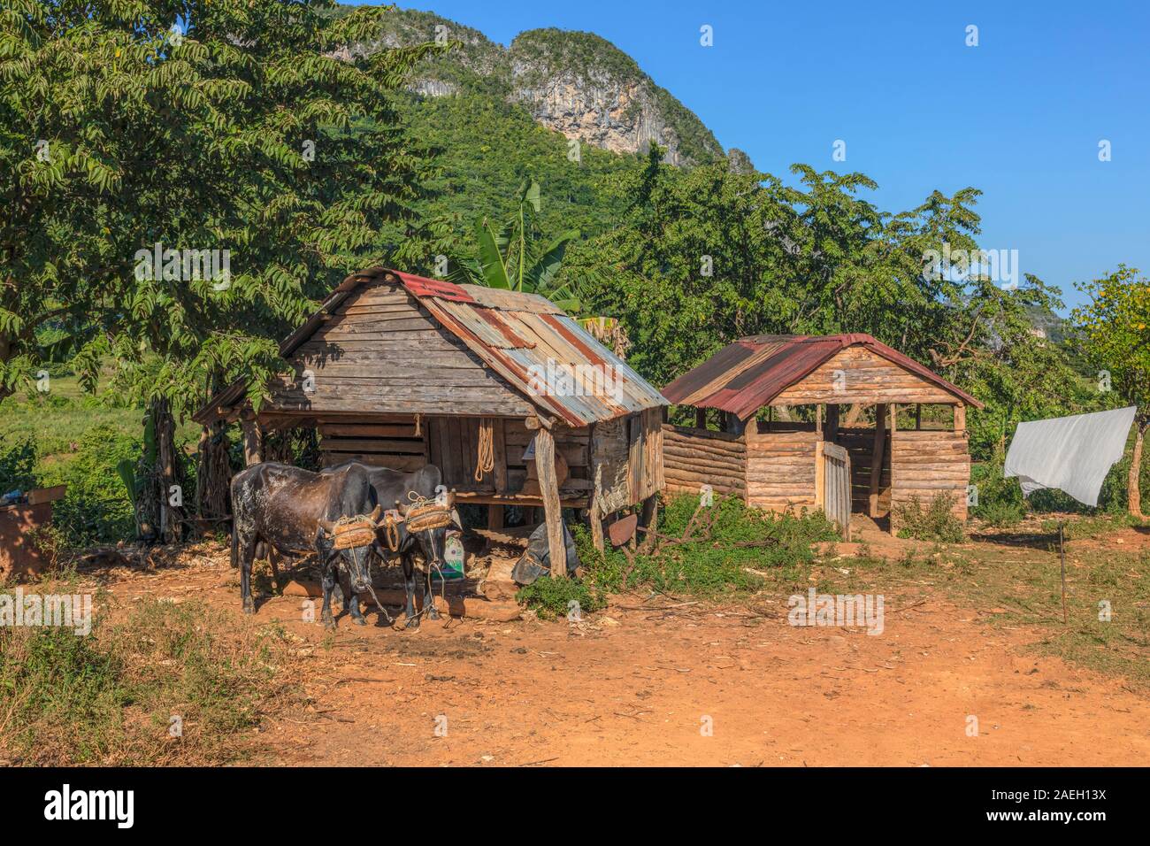 Viñales, Pinar del Rio, Cuba, l'Amérique du Nord Banque D'Images