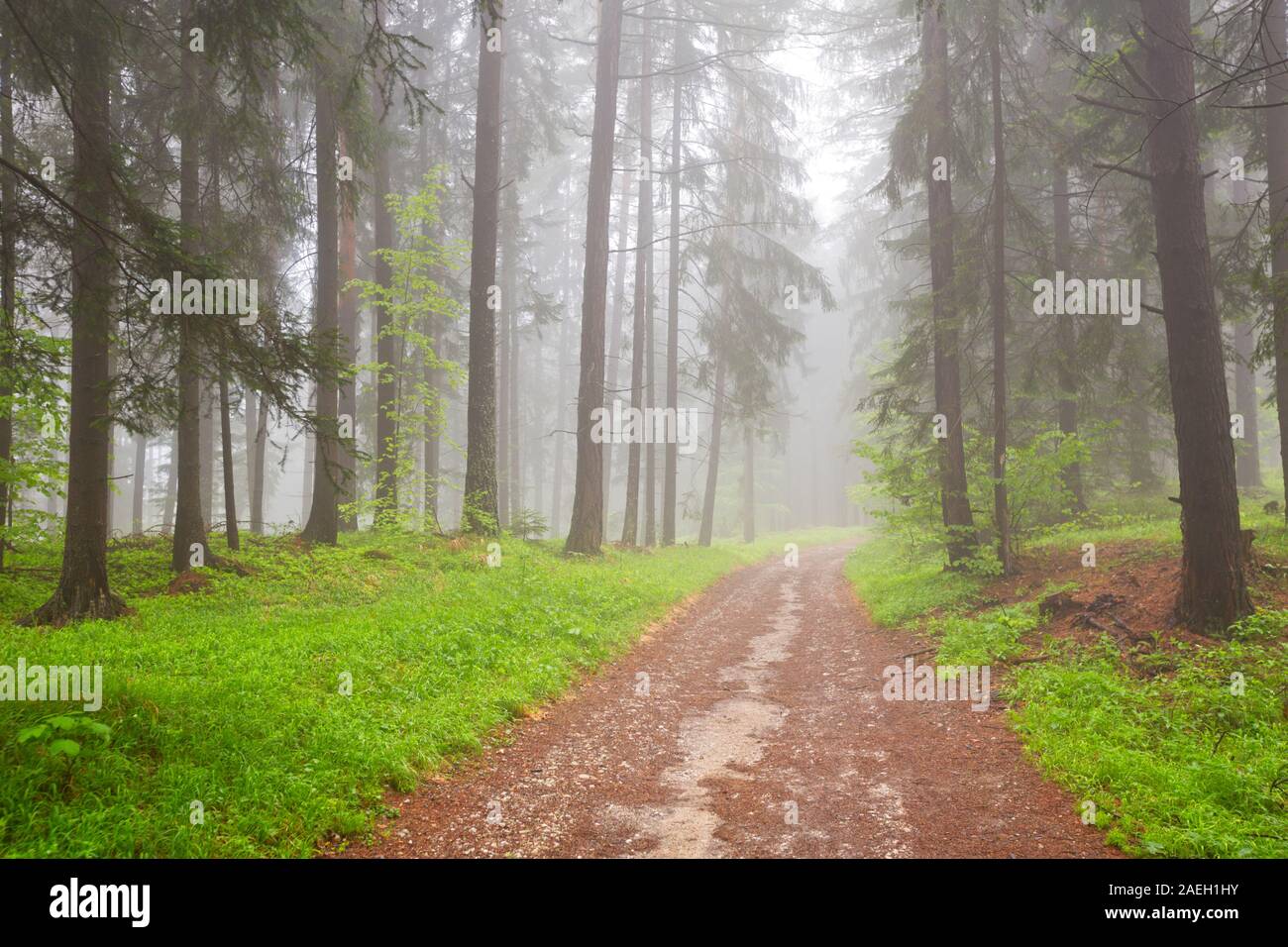 Une route à travers une forêt de brouillard avec de grands arbres à Slovenský raj en Slovaquie. Banque D'Images