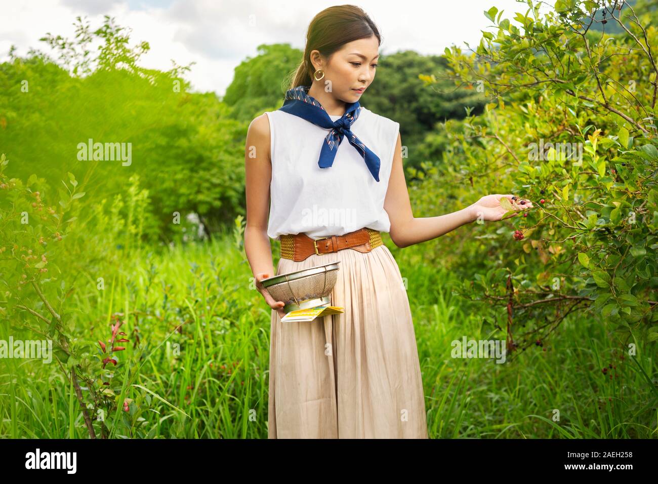 Femme japonaise cueillir des baies dans un champ. Banque D'Images