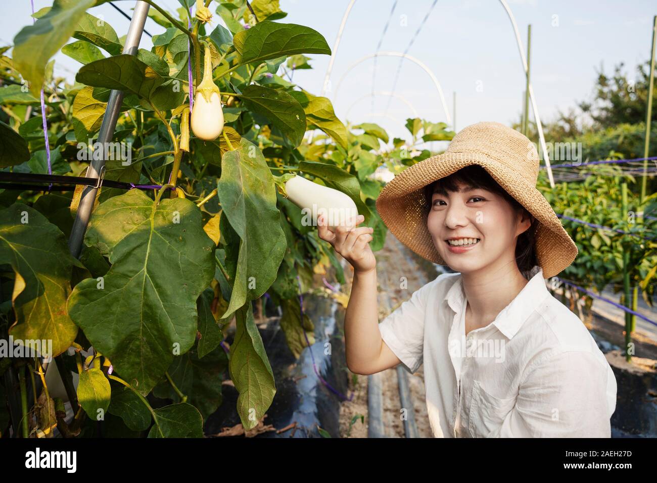 Japanese woman wearing hat standing dans le champ de légumes frais, aubergines, smiling at camera. Banque D'Images