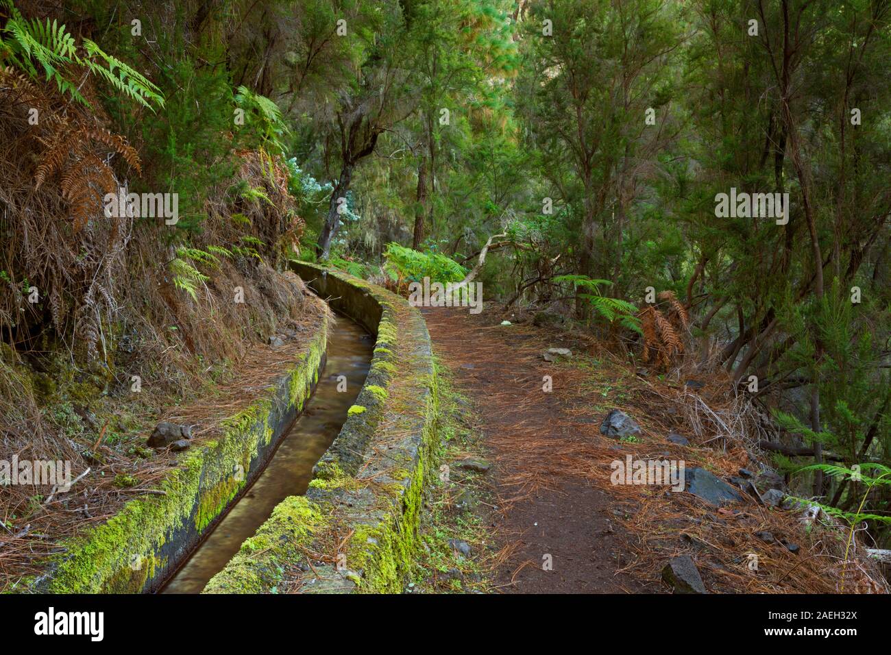 Un chemin qui suit le levada ou canal d'irrigation au-dessus de la forêt de Los Tilos et Barranco del Agua à La Palma, Îles Canaries, Espagne. Banque D'Images