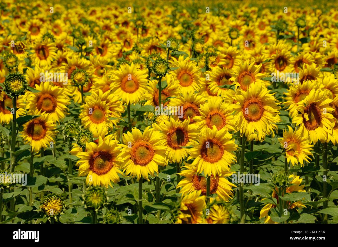 Domaine de la politique du tournesol ou champ de tournesol, Helianthus annuus, Provence France Banque D'Images