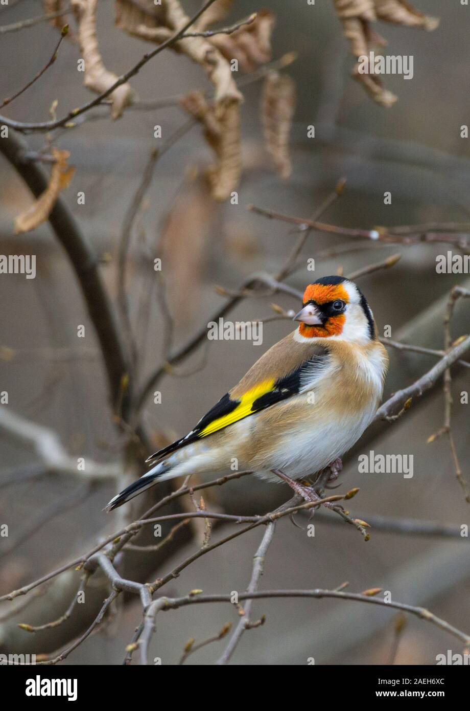 Chardonneret (Carduelis) corps brun sable blanc au ventre et joues visage rouge ailes noires avec une large barre jaune queue noire avec des marques blanches et une couronne noire Banque D'Images