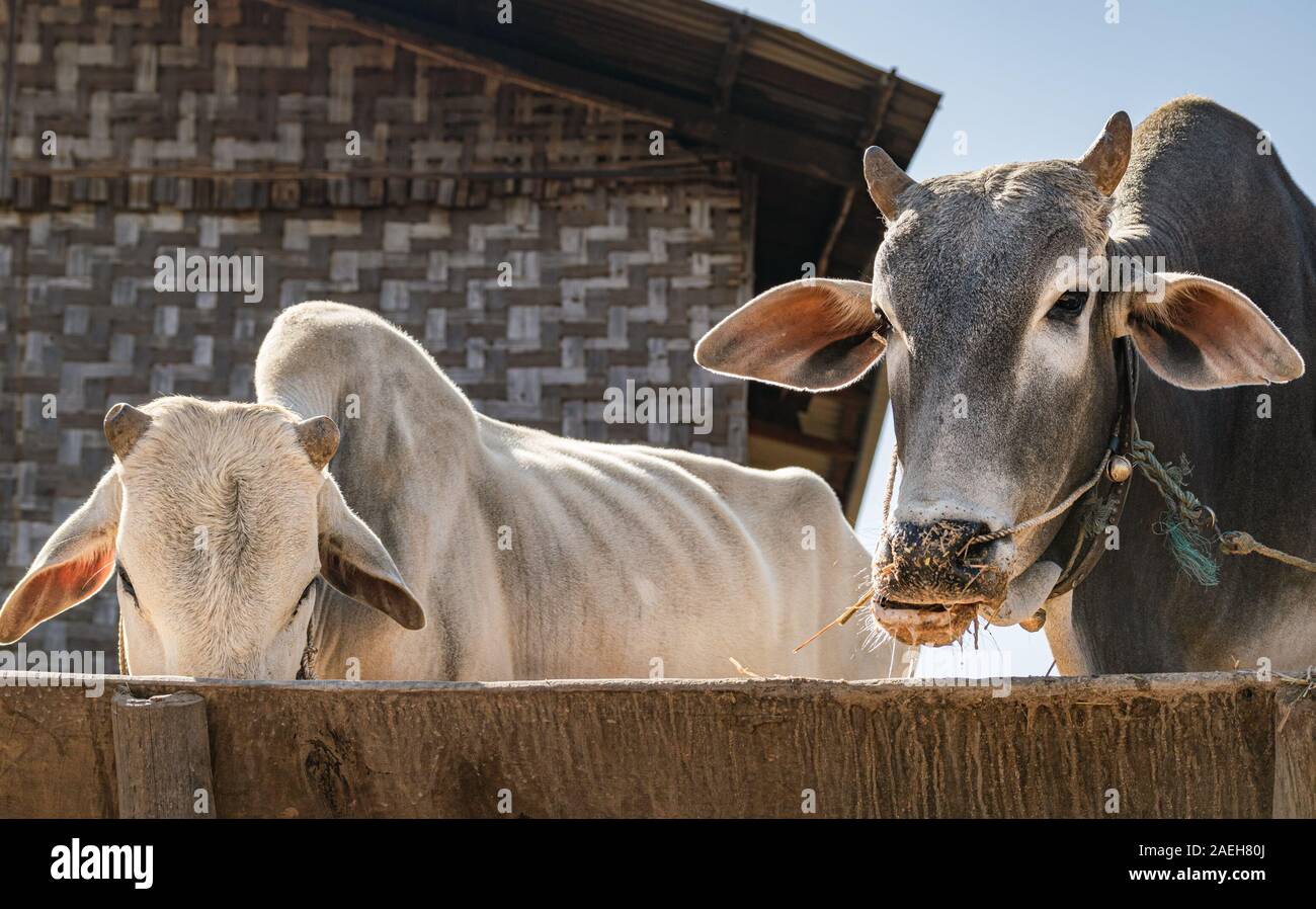 Portrait bovins birman. Les agriculteurs en Birmanie pour élever le bétail à la fois de la nourriture et du travail. Banque D'Images