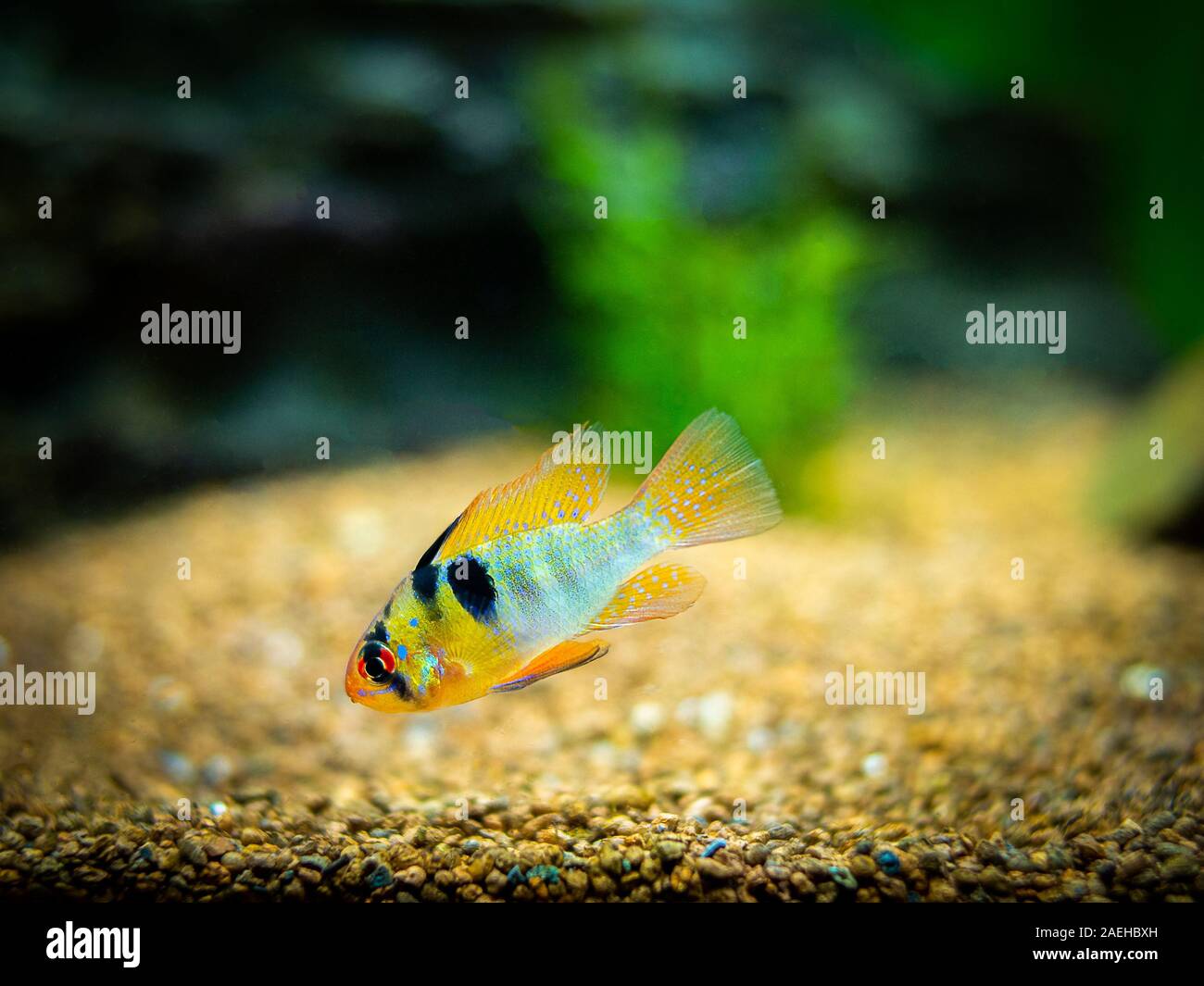 Mikrogeophagus ramirezi cichlidés (ram) dans un aquarium Banque D'Images