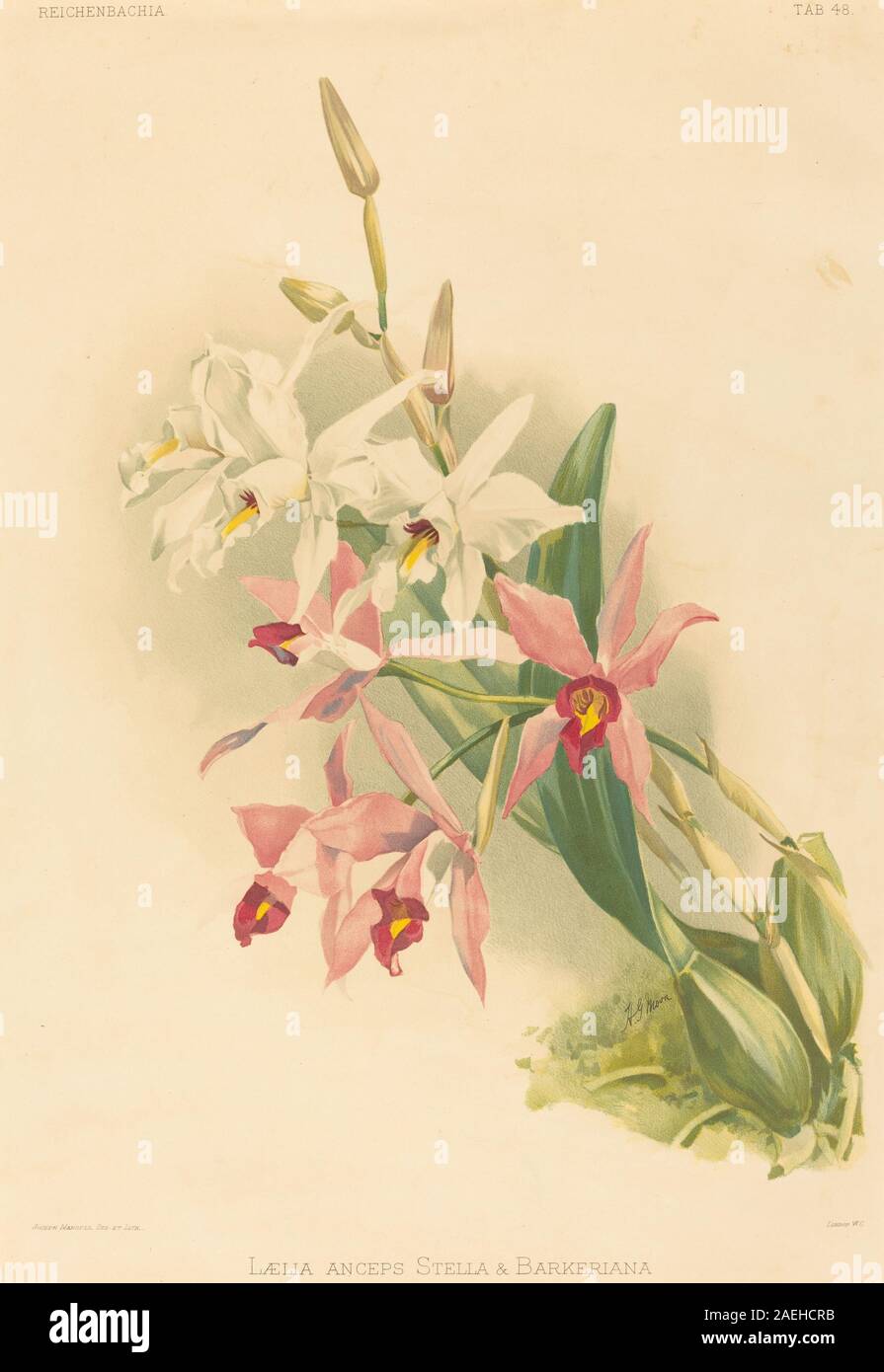 Laelia Anceps Stella et Barkeriana, illustrées par Joseph Mansell d'après Henry George Moon, représentent des espèces d'orchidées avec des fleurs, des feuilles et des tiges détaillées, mettant en évidence la structure botanique et la coloration pour l'illustration scientifique. Banque D'Images