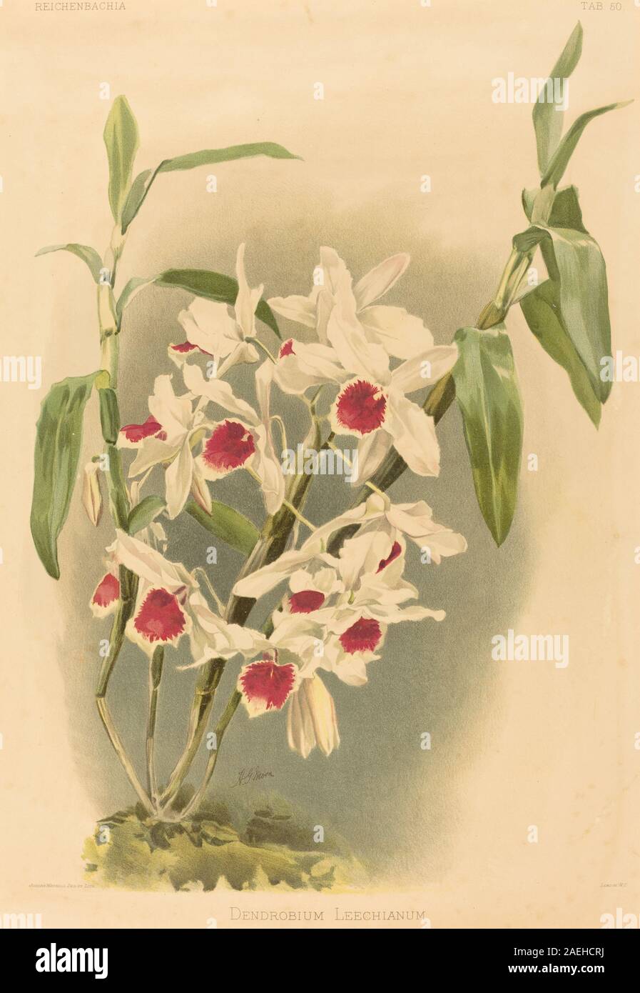 Illustration botanique de Joseph Mansell d'après Henry George Moon montrant l'espèce d'orchidée Dendrobium leechianum, y compris les fleurs, les feuilles, la tige et les habitudes de croissance. Banque D'Images