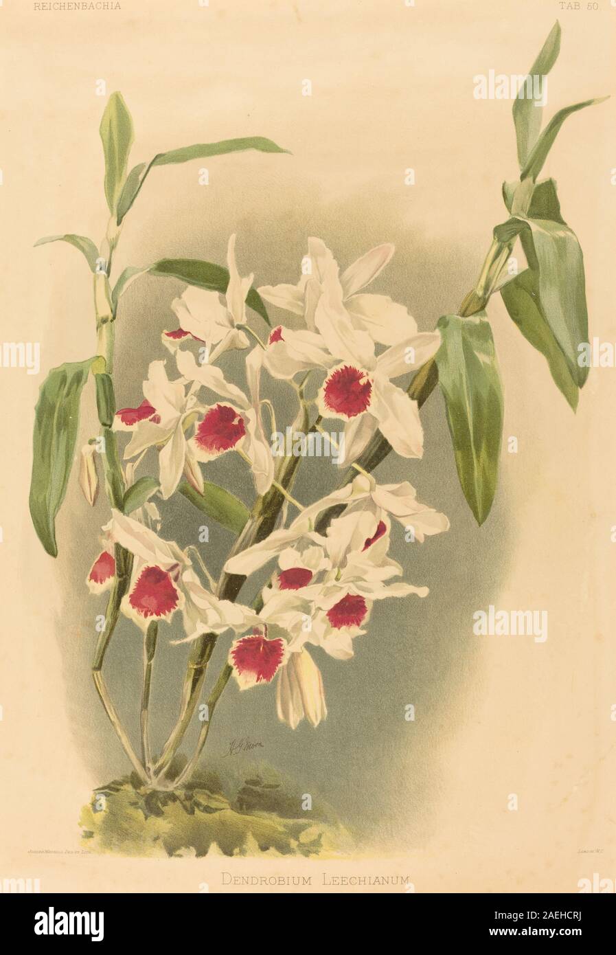 Joseph Mansell après Henry George Lune, Dendrobium Dendrobium Leechianum Leechianum Banque D'Images