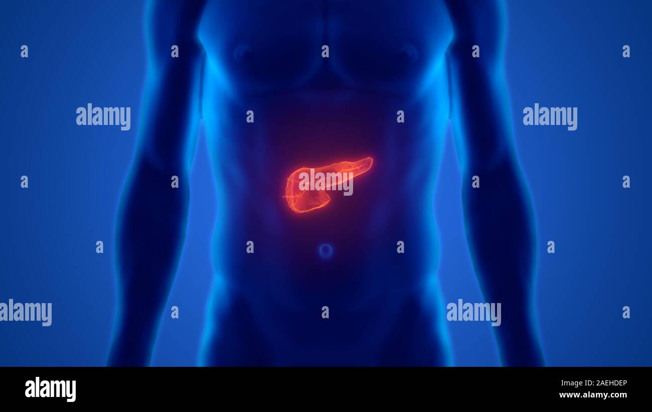 Les droits de l'anatomie du pancréas Organe digestif interne Banque D'Images