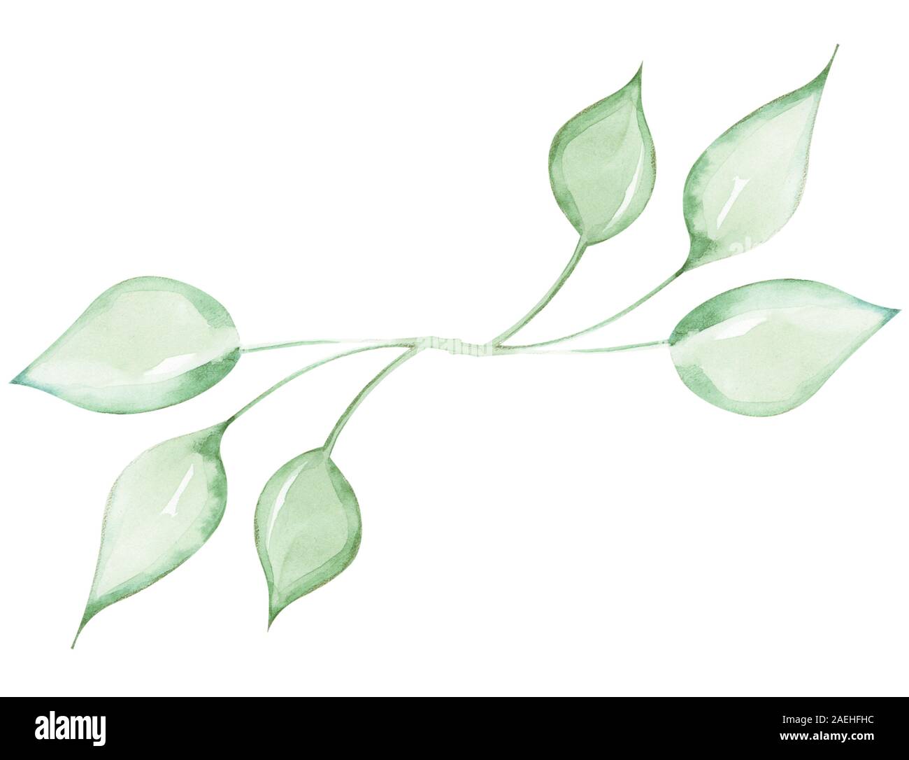 Illustration d'une brindille d'aquarelle d'une plante avec des feuilles comme un ornement pour la décoration sur un fond isolé blanc Banque D'Images