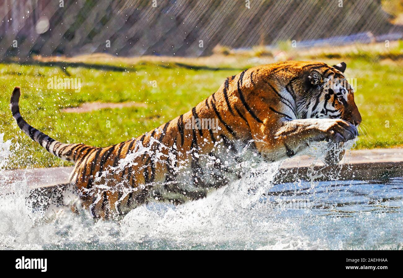 Tigre du Bengale sautant vers le haut dans une piscine Banque D'Images
