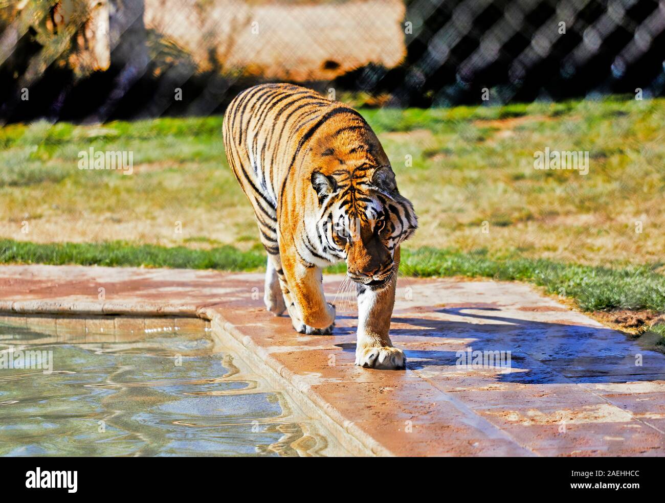 Bengal Tiger walking par le côté d'une piscine Banque D'Images