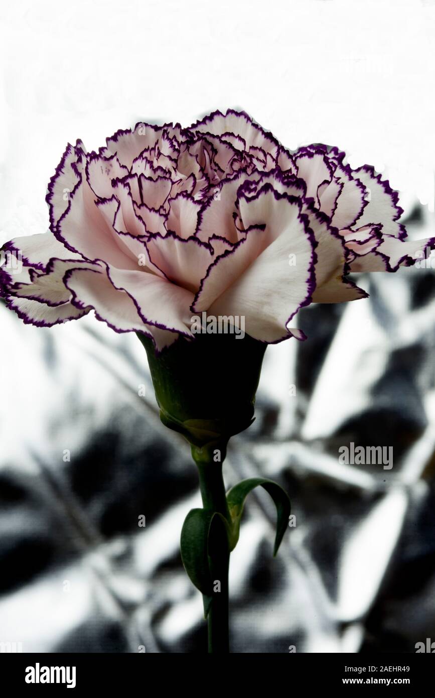 Oeillet blanc avec bords grenat et lumineux abstract background Banque D'Images