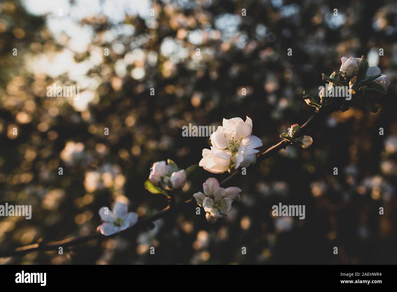 Branche d'un pommier avec une belle fleur en fleur, au coucher du soleil, sur une soirée de printemps. Banque D'Images