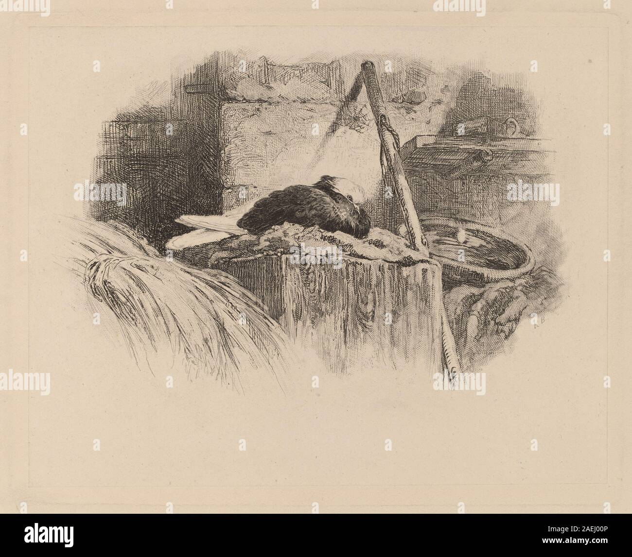 Pigeon sur un nid par Karl Bodmer, représentant un oiseau assis sur un nid, plumes détaillées, posture naturaliste, brindilles environnantes, oeuf visible, etude du comportement et de l'anatomie aviaires. Banque D'Images