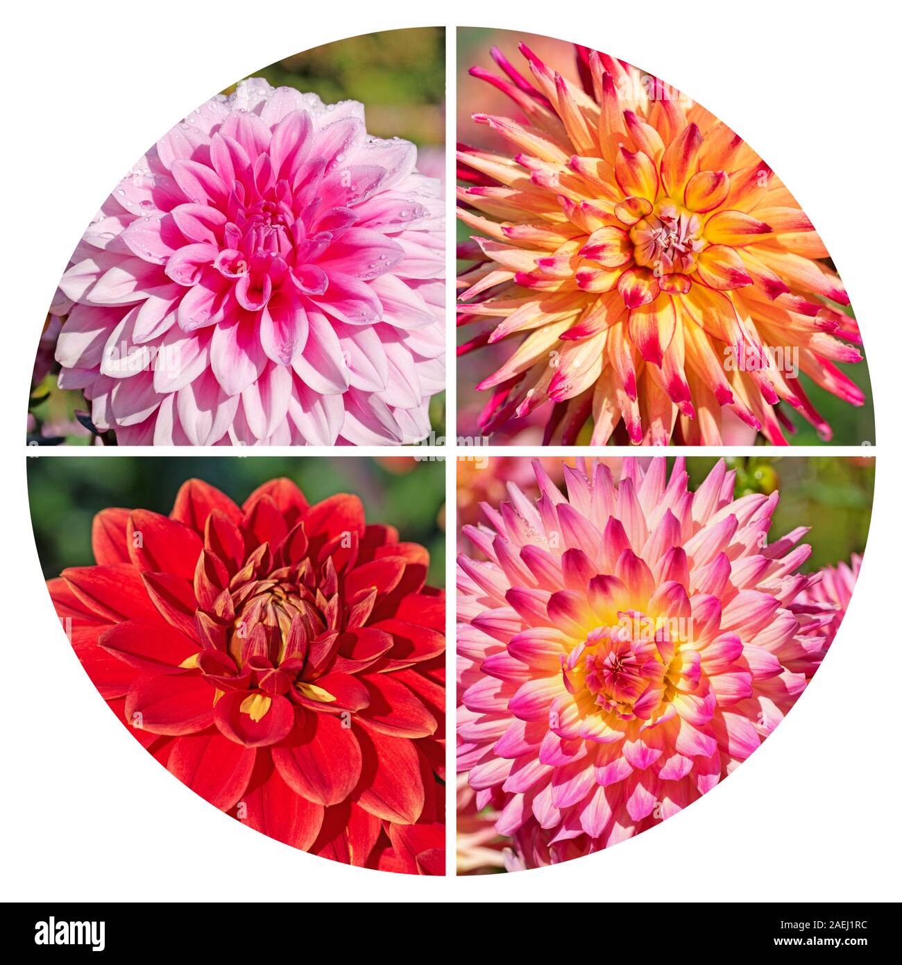 Dahlias colorés dans un collage Banque D'Images