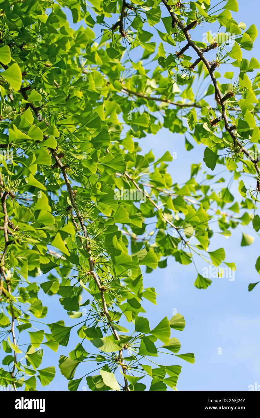 Les jeunes feuilles de l'arbre de ginkgo, Ginkgo biloba Banque D'Images