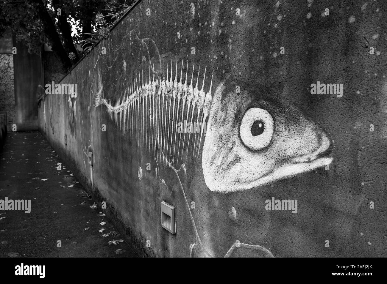 Mur peint Poisson, Coimbra, Portugal Banque D'Images
