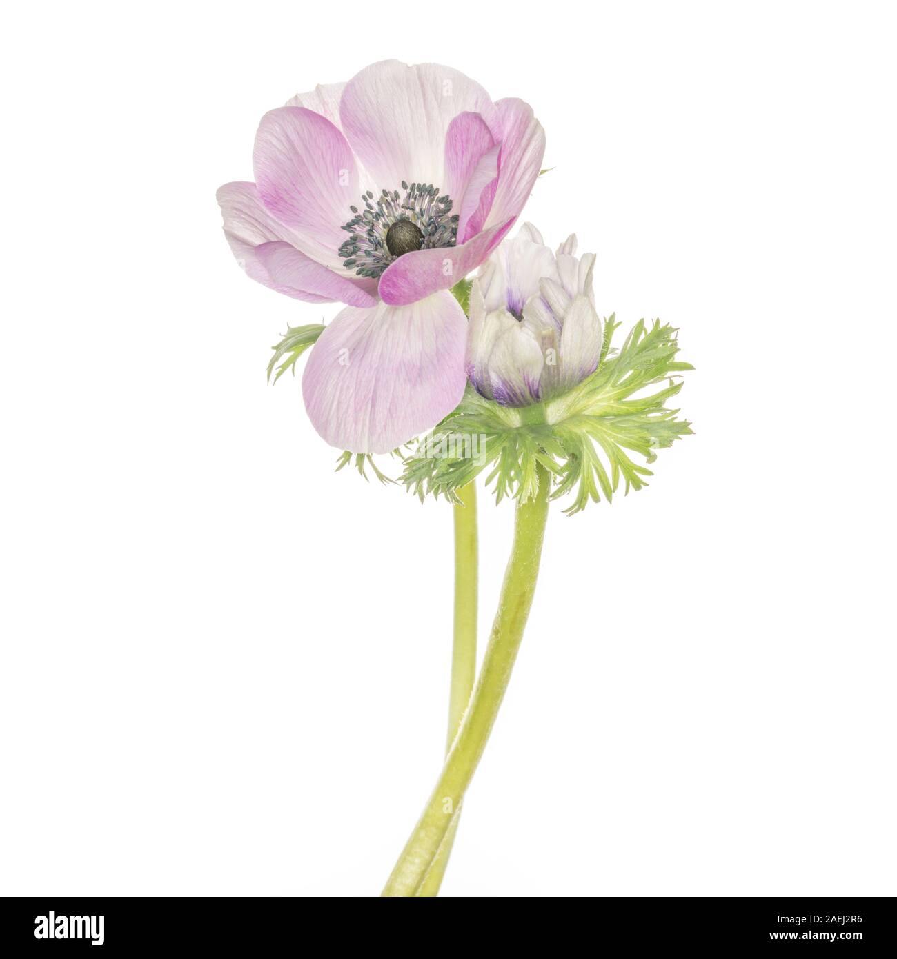 Anemone coronaria isolé sur fond blanc Banque D'Images