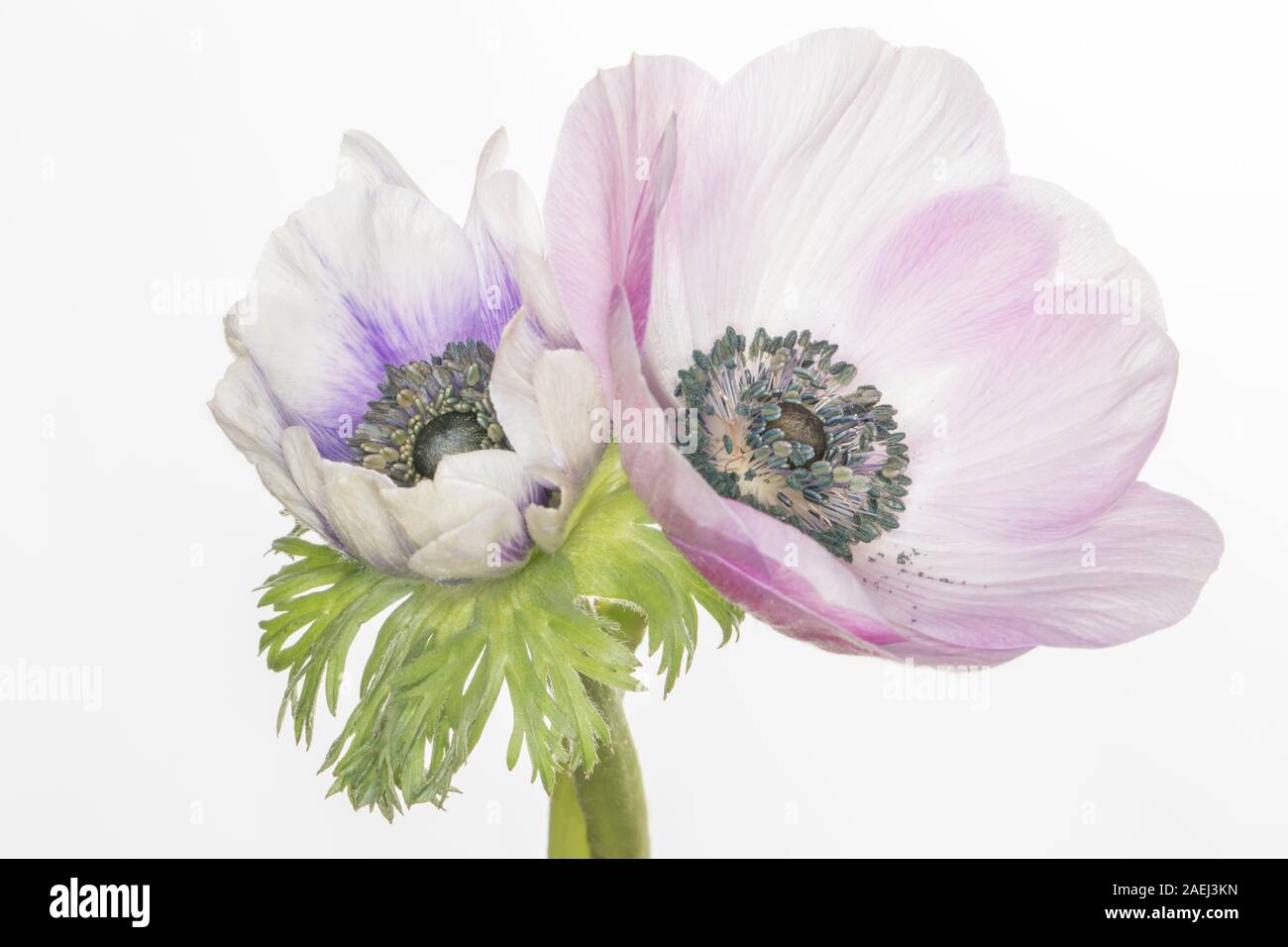 Anemone coronaria isolé sur fond blanc Banque D'Images