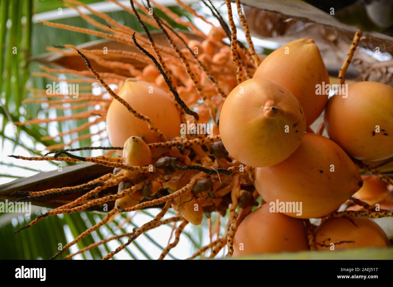 Coco orange mûre sur un cocotier. Tas de noix de coco qui poussent sur un palmier. Close-up Banque D'Images