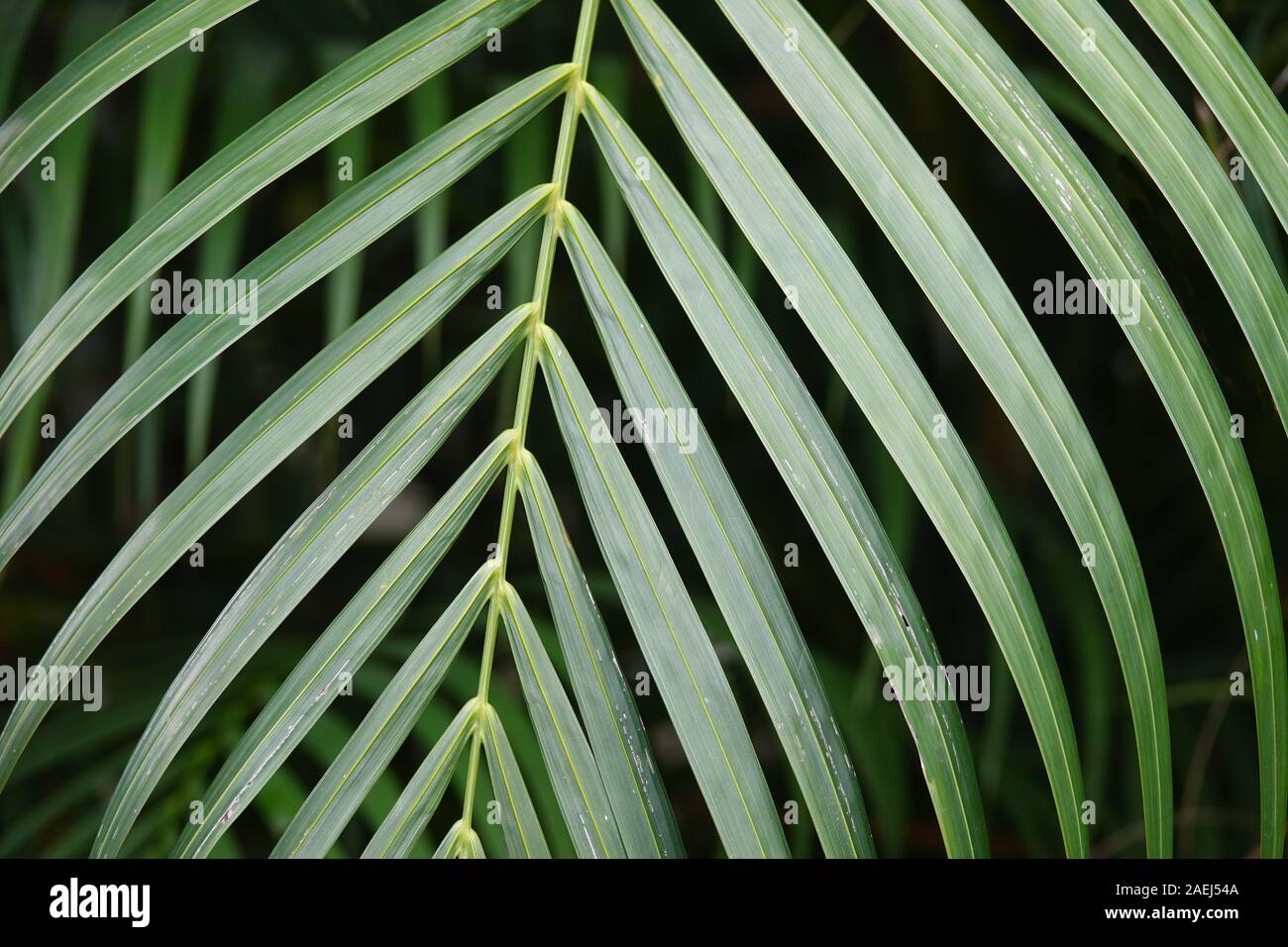 Feuille de palmier tropical sur un fond vert sombre. Les feuilles de la jungle tropicale Banque D'Images