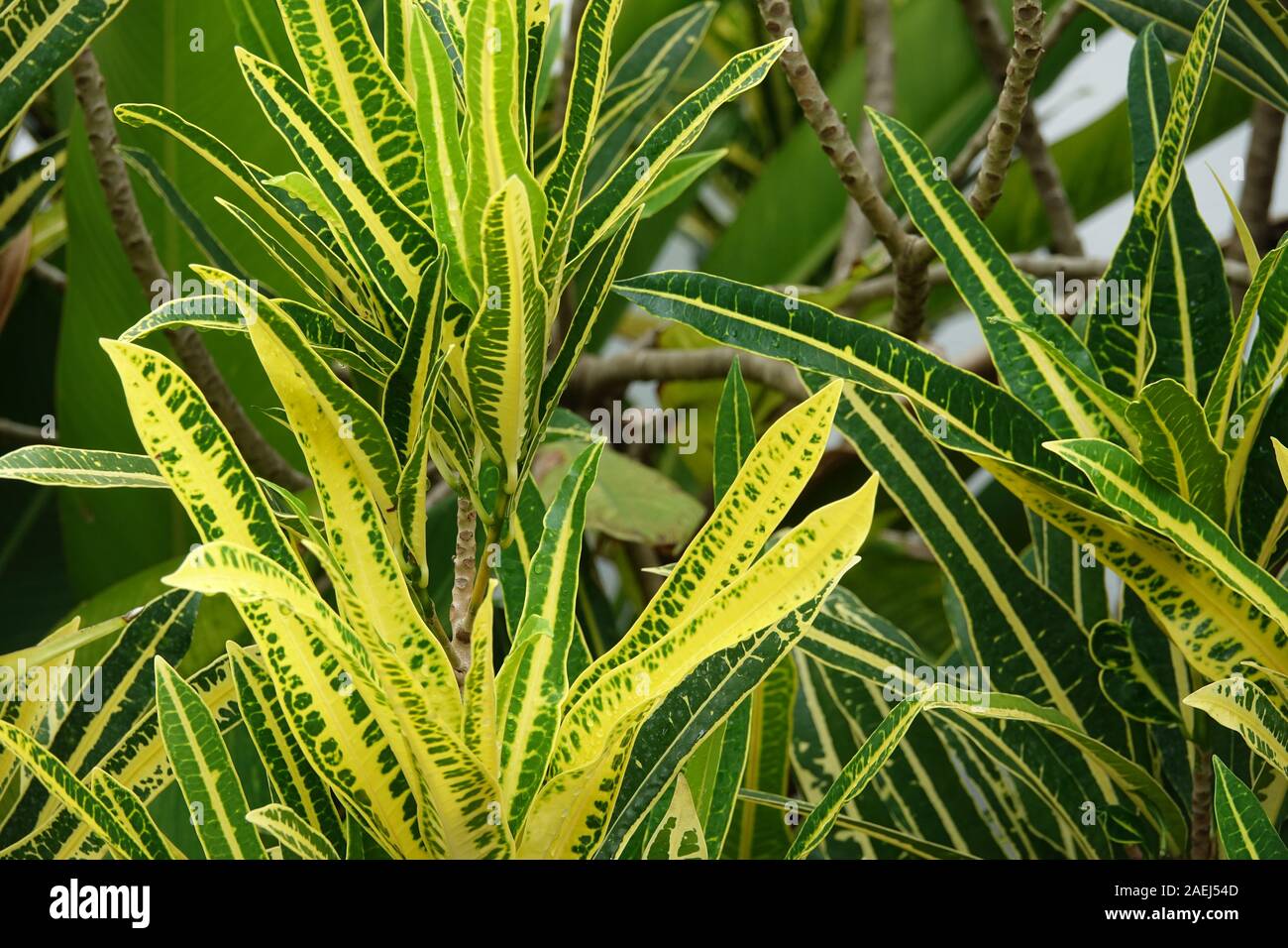Croton vert et jaune plante dans un jardin tropical. Les feuilles colorées de crotons tropical Banque D'Images