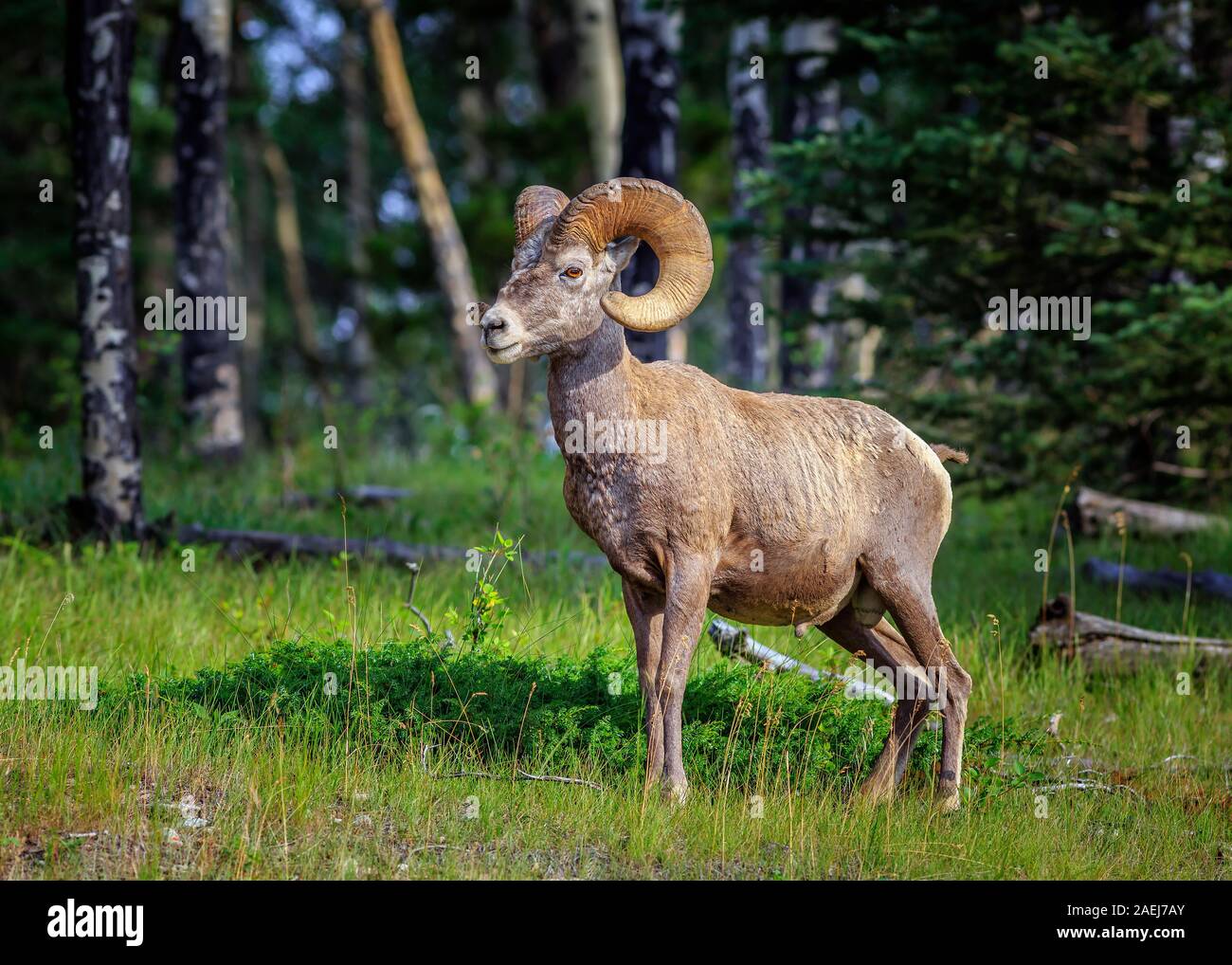 Mouflons, Ovis canadensis, dans les Rocheuses canadiennes, le parc national Banff, Alberta, Canada. Banque D'Images