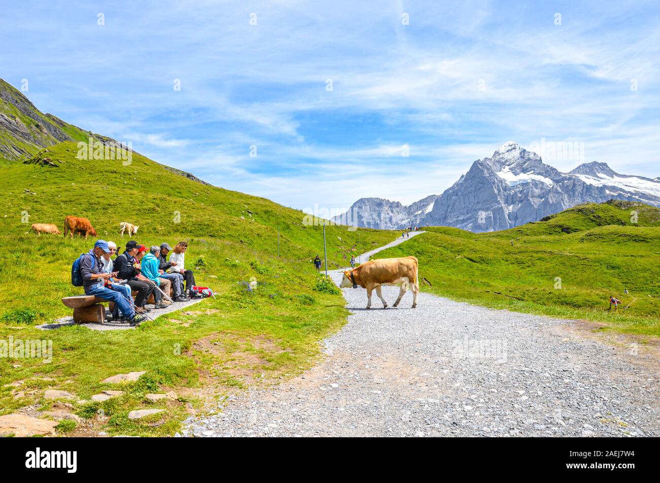 Bachalp, Grindelwald, Suisse - le 16 août 2019 : les touristes se détendre sur un banc dans les Alpes suisses. Le pâturage des vaches et de marcher. Montagnes en arrière-plan. Paysage alpin. Banque D'Images