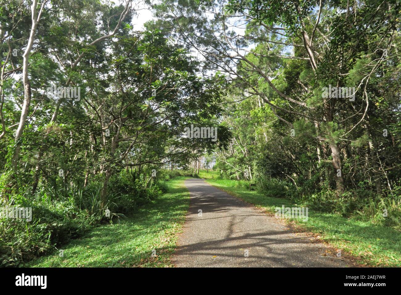 Sentier boisé Varirata National Park ; Papouasie-Nouvelle-Guinée Juin Banque D'Images