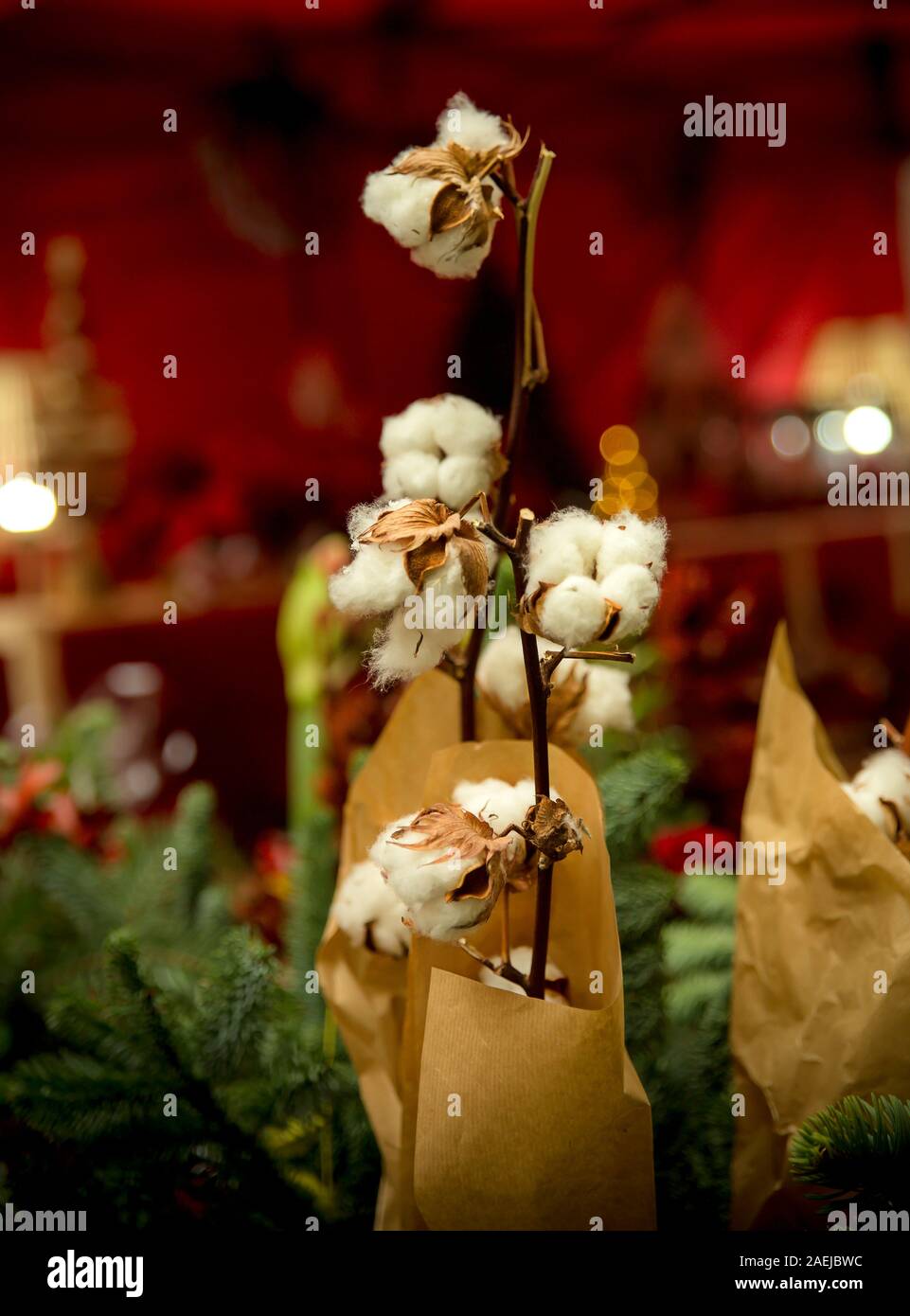 Accueil chaleureux et fond rouge avec close-up d'emballage de cadeaux fleurs de coton Banque D'Images