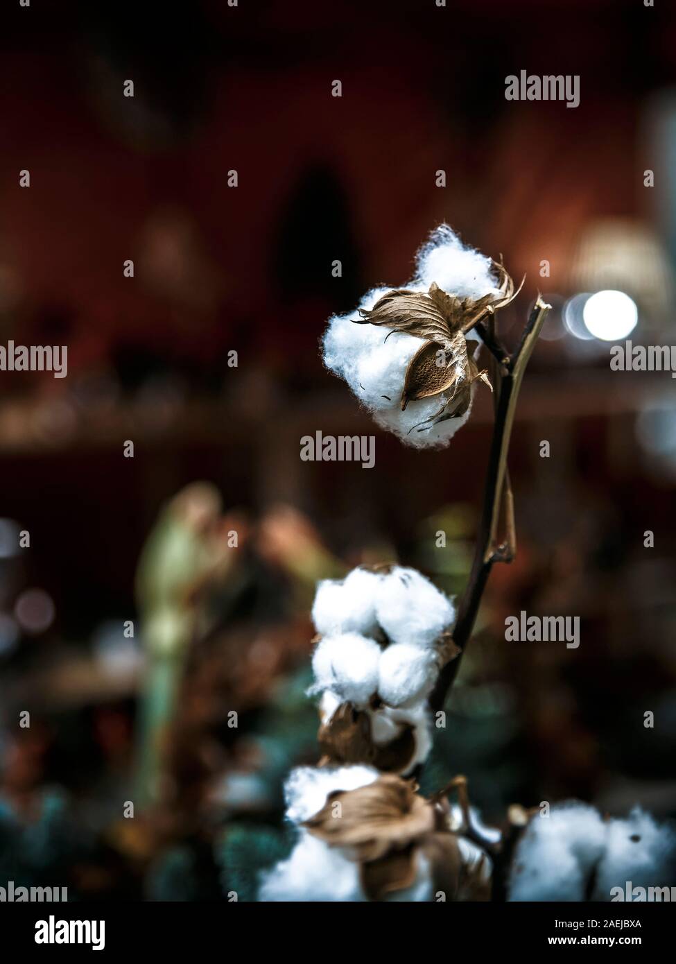 Close-up d'une branche et fleurs de coton avec arrière-plan flou Banque D'Images
