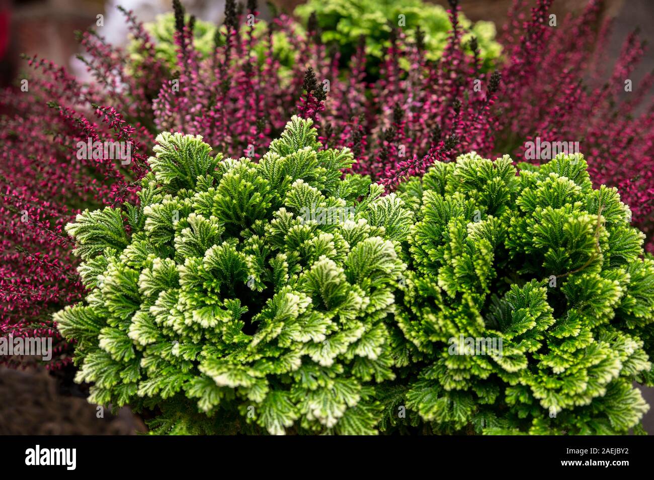 Gros plan du quartier animé de plantes vertes sur fond violet Banque D'Images