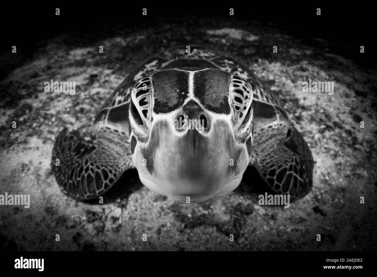 Une tortue verte belle et en voie de disparition - La Tortue verte Chelonia mydas - se réfugier dans les eaux chaudes du Parc Marin National de Komodo en Indonésie. Banque D'Images