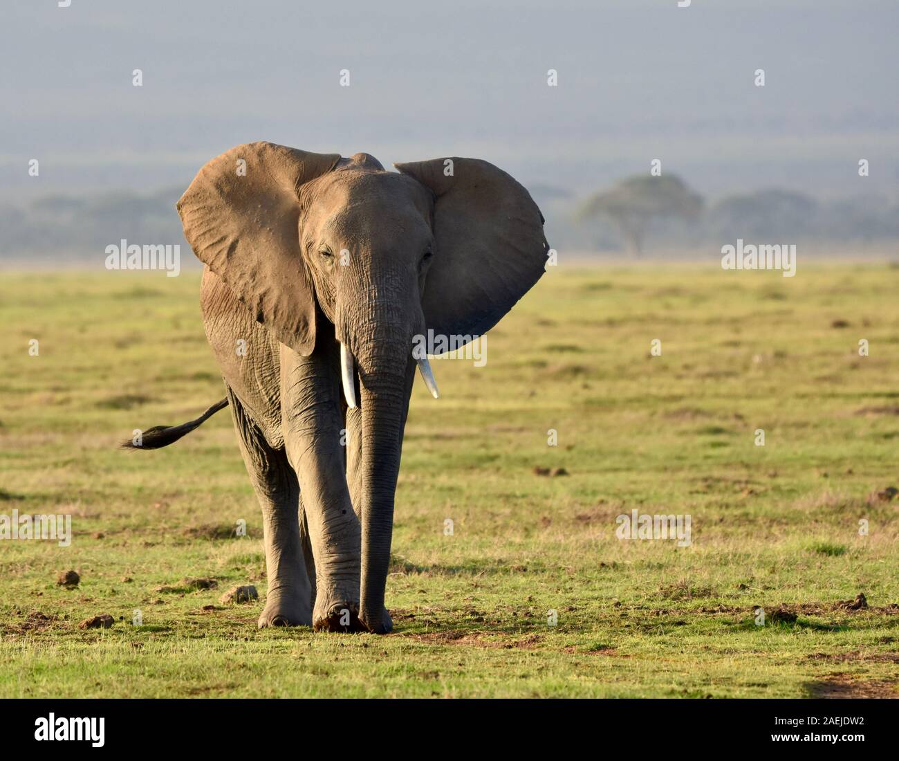 Elephant walking lentement sur plaine herbeuse avec oreilles étendu. Copyspace. (Loxodonta africana) Banque D'Images