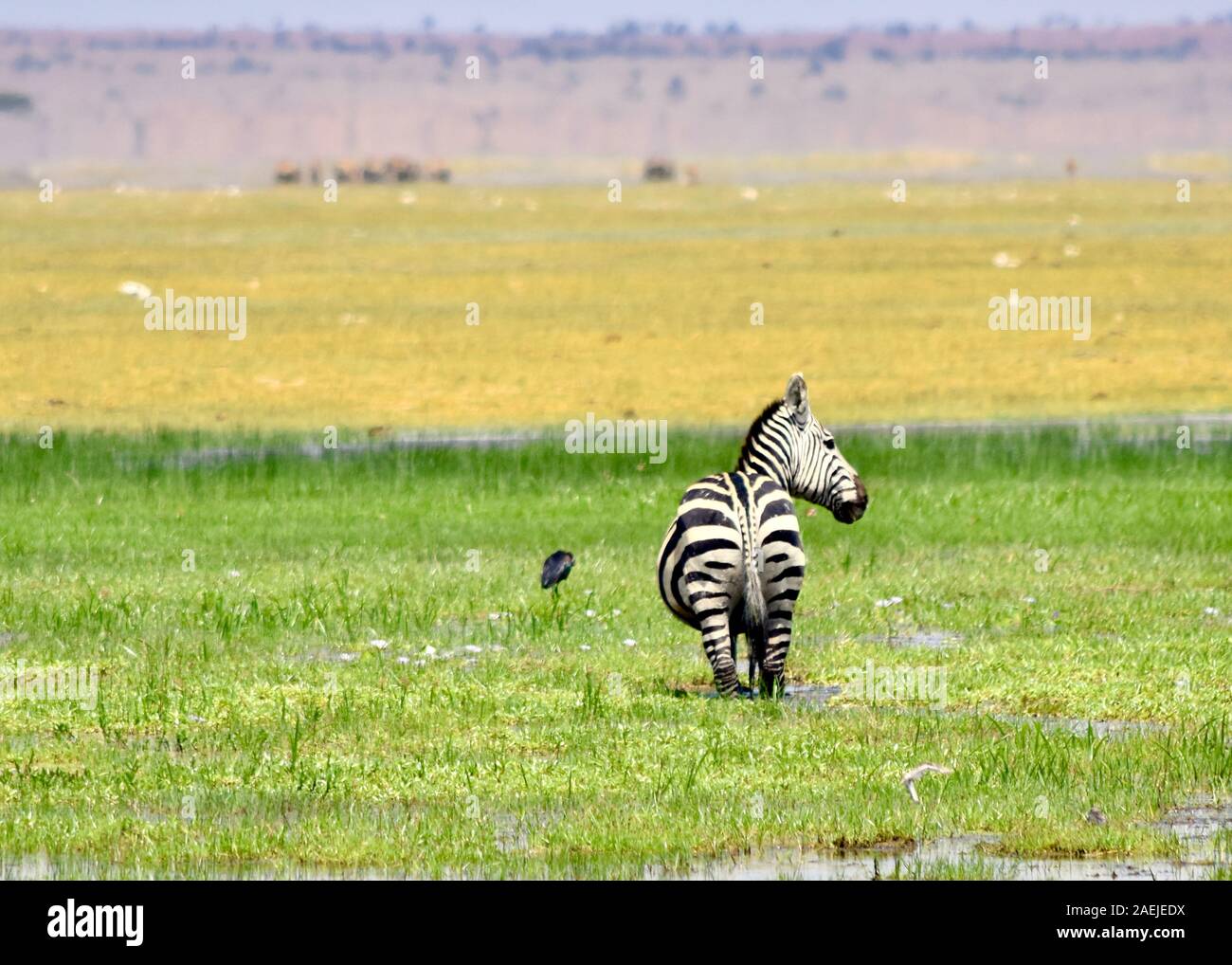 Lone zebra paissant dans un vaste paysage herbeux. Le zèbre est arrière vers la caméra avec sa tête de se tourner vers le droit de regarder en arrière. Banque D'Images
