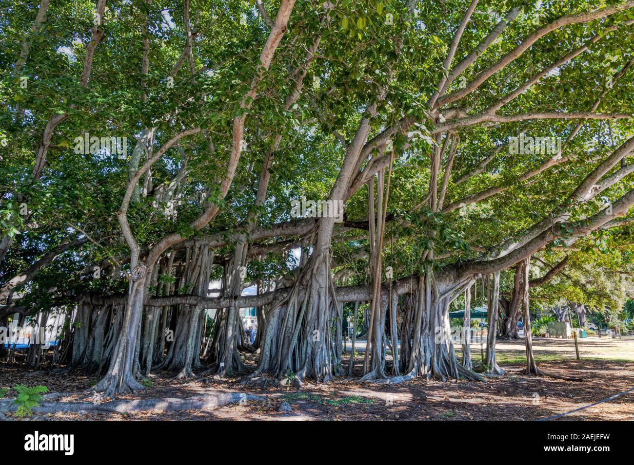 Vue partielle de la troisième plus grand Banyan Tree au monde à Fort Myers, Floride Banque D'Images