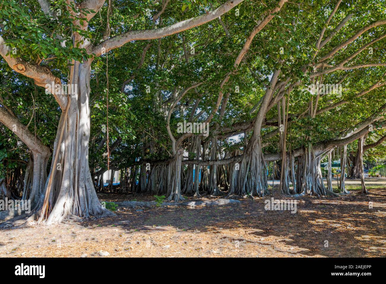 Vue partielle de la troisième plus grand Banyan Tree au monde à Fort Myers, Floride Banque D'Images